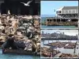 (فیلم) رکوردشکنی شیرهای دریایی در بندر سانفرانسیسکو