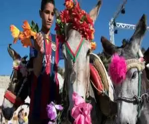 (فیلم) مسابقات سنتی خرسواری در مراکش
