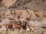 (فیلم) پرسه زدن گله قوچ اوریال در  پارک ملی سالوک