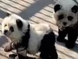 ویدیو  -  فریب جالب مردم در یک باغ وحش؛ رنگ کردن سگ ها به جای خرس پاندا