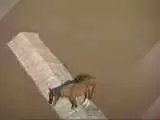 ویدیو  -  تصاویری از گرفتار شدن اسب روی بام یک خانه در منطقه سیل زده