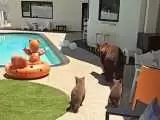 ویدیو  -  تصاویر بامزه از ترس دو توله خرس برای ورود به استخر