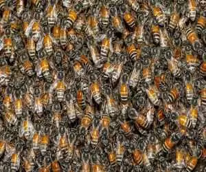 ویدیو  -  حرکت باورنکردنی یک شهروند؛ طراحی و نصب کندوی زنبور عسل وسط سالن پذیرایی خانه!