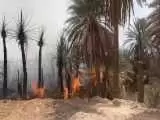 (فیلم) باغ ها و نخلستان های منوجان در آتش سوختند