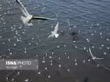 تصاویر - پرندگان مهاجر دریای خزر