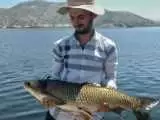 ماهیگیری با دست و سبد در دریاچه زریبار + ویدیو  -  برخی شهروندان تا 50 کیلو ماهی صید می کنند!