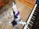 ویدیو  -   اجرای منحصربه فرد یک سگ با پیانو