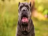 ویدیو  -  لحظه پاره شدن زنجیر سگ درشت هیکل و حمله به دو شهروند!
