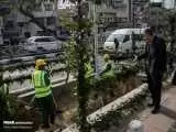 نام گذاری کهن سال ترین درخت چنار در خیابان ولیعصر؛ نام چه کسی برای این درخت انتخاب شد؟  - عکس