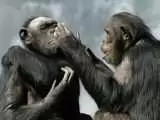 شامپانزه ها جنگ و ظلم را به انسان ها آموختند!