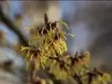 گیاه عجیبی که میوه هایش شلیک می شوند!  -  ویدئو