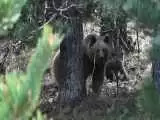 (فیلم) خرس برخاسته از خواب زمستانی با دو توله اش در جستجوی غذا