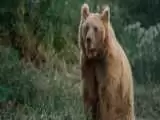 ویدیو  -  کشتی گرفتن دو قلاده خرس قهوه ای در ارتفاعات سوادکوه