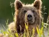 (فیلم) خرس قهوه ای در منطقه شکار ممنوع طالقان