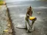 ویدیو  -  حمله گروهی و خنده دار میمون ها به کارتون موز