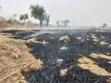 اصابت صاعقه، زمین های کشاورزی در یک شهر را به آتش کشید+ ویدئو