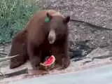 (فیلم) خرس گرسنه یک تکه هندوانه از یخچال سرقت کرد