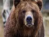 (فیلم) مشاهدۀ خرس قهوه ای در منطقۀ شکار ممنوع طالقان