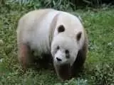 (فیلم) یک خرس پاندای کمیاب پس از سال ها دیده شد