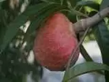 سیب کاستارد ؛ میوه ای خوشمزه که قند خون را کاهش می دهد  -  خواص میوه شوگر اپل را بدانید  -  بافت داخلی سیب کاستارد قرمز را ببینید