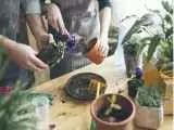 کودهای مناسب انواع گیاهان آپارتمانی را بشناسید ؛ بهترین زمان برای دادن کود به گیاه  -  طریقه مصرف کود 12 12 36 برای گیاهان آپارتمانی