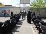تصویری از استقبال جالب از شهردار زنجان خبرساز شد -  چرا دانش آموزان دختر باید این طور به صف شوند؟