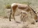 (فیلم) تولد نخستین گورخر ایرانی در پارک ملی این استان