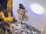 (فیلم) نجات توله  سگ گیر کرده در دیوار یک خانه