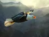 ویدیو  -  لحظاتی چالش برانگیز از شکار ماهی توسط عقاب