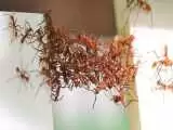 حیرت دانشمندان از ترفند جالب مورچه ها ؛ دار و دسته حقه بازها!