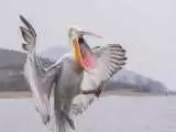 ویدیو  -  لحظه نجات و بیرون کشیدن یک بچه اردک از دهان پلیکان شکمو!