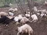غرق شدن یک گله گوسفند در سیل خراسان رضوی  -  ویدئو