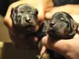 ویدیو  -  لحظه احساسی نجات توله سگ ها توسط پاکبان شهرداری بروجرد از غرق شدن در جوب آب؛ ناله های سوزناک سگ مادر