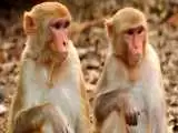 مراسم ازدواج جالب 2 میمون در باغ وحش تهران + تصاویر