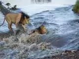 (فیلم) شیر های نر در جدال با آب های خروشان رودخانه