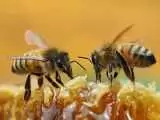 اگر کمتر از 10 ثانیه زنبور را پیدا کردید ، شما یک تیزبین هستید