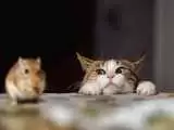 ویدیو  -  جدال دیدنی 2 بچه گربه بر سر خوردن موش