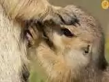 تصاویر - شیر خوردن بچه سنجاب زمینی در همدان