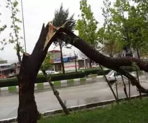 ویدیو  -  شکستن درختان بر اثر وزش شدید باد در البرز