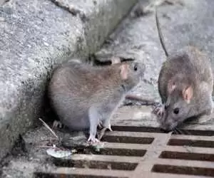 ویدیو  -  زندگی سخت مردم غرب تهران با موش های 3 کیلویی!