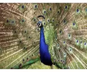ویدیو  -  تصاویری از لانه زیبای دو طاووس همراه با جوجه هایشان