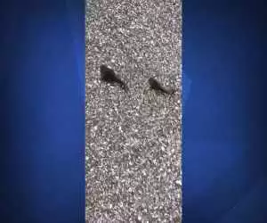 (فیلم) عبور ماهی ها از عرض جاده
