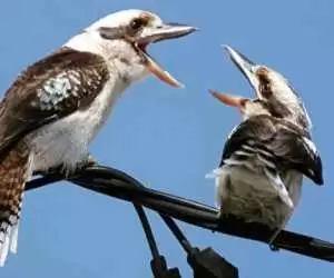 ویدیو  -  صدای این پرنده ها شما را به وحشت می اندازد