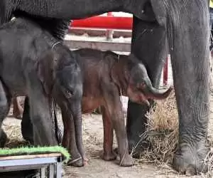 (فیلم) فیل مادر پس از دوقلوزایی دچار جنون شد!