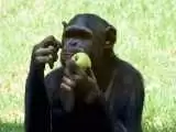 شامپانزه ها به شانس اعتقاد دارند