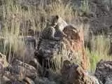 (فیلم) مشاهده پلنگ ماده و سه توله اش در پارک ملی گلستان