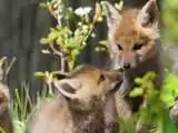 (فیلم) توله روباه های قرمز در جنگل هیرکانی