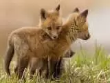 ویدیو  -  تصویر توله های روباه قرمز در ارتفاعات جنگل های هیرکانی