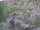 مشاهده یک قلاده توله پلنگ در دماوند -  عکس