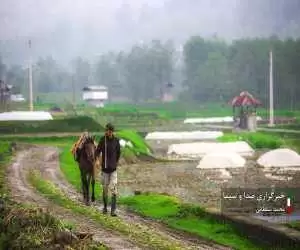 تصاویر - کشت برنج در شالیزار های مازندران